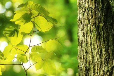 Dark Prairie Wallpapers 23528   Wallpapers Landscape Scenery ...