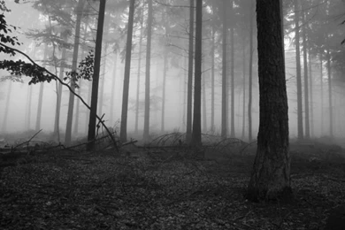 Silent Lyric's: Dark Forests