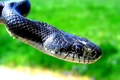 Snake Desktop Wallpapers