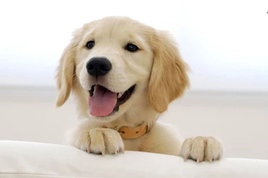Golden Retriever Puppies Wallpaper.