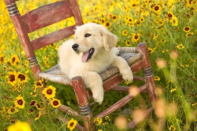 Golden Retriever Wallpapers