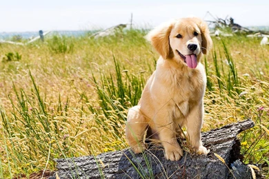 Golden Retriever Puppy   (