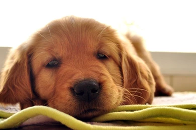 Sleepy Golden Retriever Puppy Wallpapers   Animal Wallpapers
