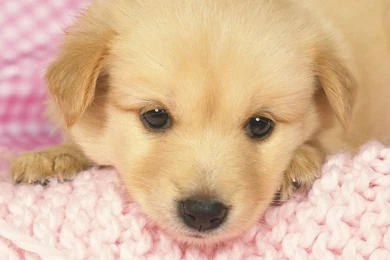 Cute Puppies   Flikie Wallpapers