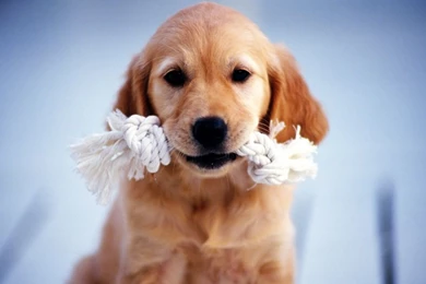 Animals Dogs Puppies Golden Retriever Fresh New Hd Wallpapers.jpg