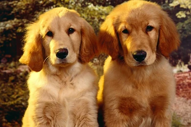 Golden Retriever The. Dog   The Dog Wallpapers   Best The Dog Wallpapers