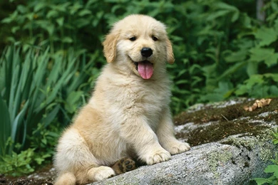 Golden Retriever Puppies Wallpapers Hd 10 Free Wallpapers ...