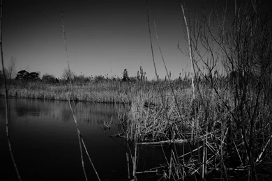 Dark Swamp Desktop Wallpapers