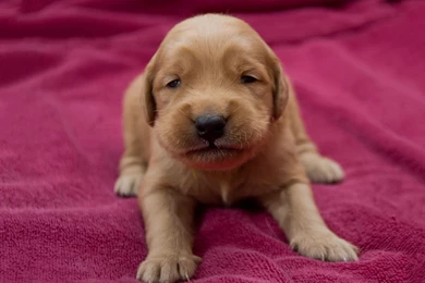Golden Retriever Puppy Wallpapers