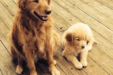 My New Golden Retriever Puppy Wallpapers   CuteImages.net