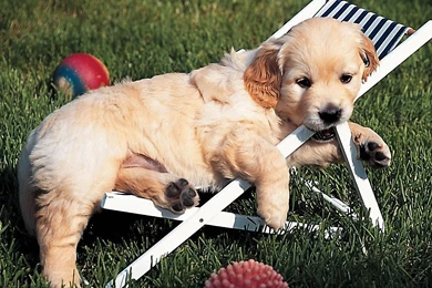 Golden Retriever Puppy In Chaise longue Photo And Wallpapers ...