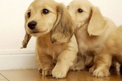 Golden Retriever Puppy Snow   Wallpaper.