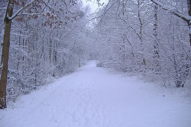 Free Winter Background Images   Wallpapers HD Base