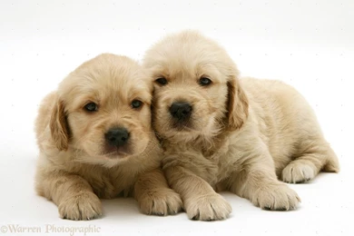 Golden Retriever Puppy Photos   The Dog Wallpapers   Best The Dog ...