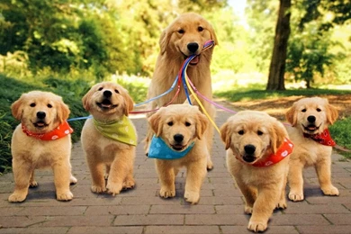 Mom Dog With Puppies