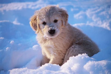 Cute Golden Retriever Puppies In Snow   Wallpaper.