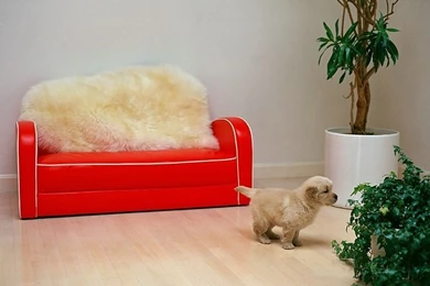 Cuddly Puppy Wallpapers   Fluffy Golden Retriever Puppy 15 ...