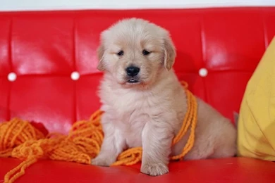 Cuddly Puppy Wallpapers   Golden Retriever Puppy In Sofa 14 ...