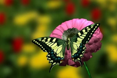 Beautiful Flowers On Pinterest