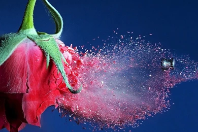 Rose Flower Splash 3D Wallpapers