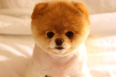Very Cute Little Dog Wallpapers55 Com Best Wallpapers For PCs ...