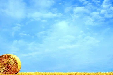 Golden wheat field summer hd wallpaper 3200x1200.jpg