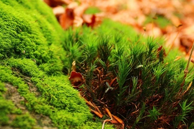 Amazing green moss hd nature wallpaper 3200x1200.jpg