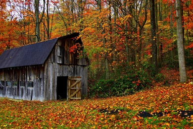 Old Barn In The Colorful Forest Wallpapers