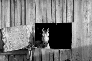 Old Barn Horse