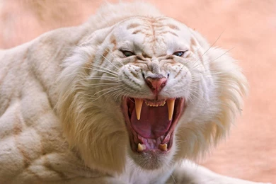 White Saber Toothed Tiger   (