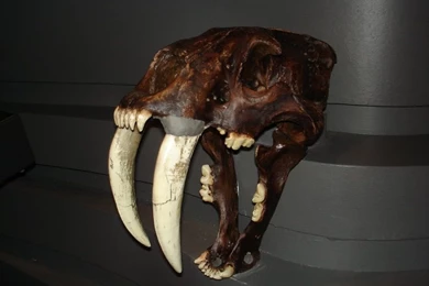Saber Tooth Tiger Skull 1 By Flyg stock On DeviantArt
