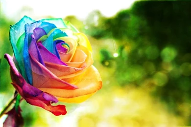 Rainbow Rose Wallpapers By EliseEnchanted On DeviantArt