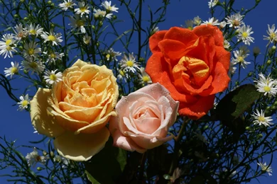 Beautiful Roses   Widescreen Wallpapers