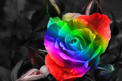Rainbow Roses Wallpapers   693750
