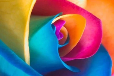 Colorful Rose iPhone Wallpapers
