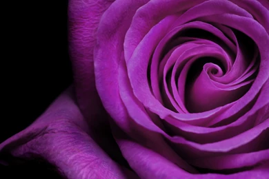Purple Rose Wallpapers   Colors Wallpapers (34511836)   Fanpop