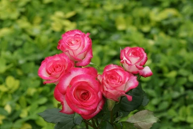 Roses Wallpapers: Colorful Roses, Rose Bouquet Wallpapers