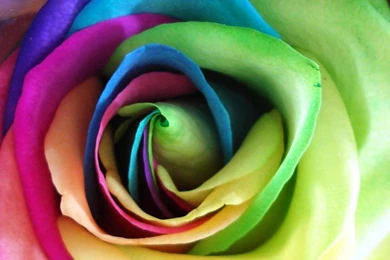 Rainbow Rose