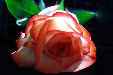 Beautiful Color   Roses Wallpapers (18577533)   Fanpop