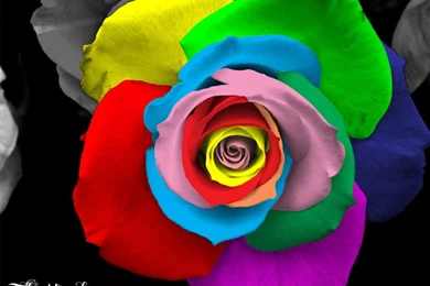 Colorful Rose By SupercoolTalha On DeviantArt