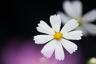 Flower Wallpapers Beautiful Pictures 12D