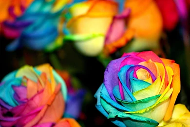 Colorful Roses Flowers 1600x1200px