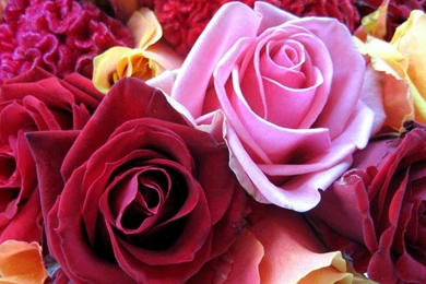 BEAUTIFUL ROSES WALLPAPER   (