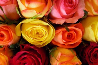 COLORFUL BEAUTIFUL ROSES WALLPAPER   (