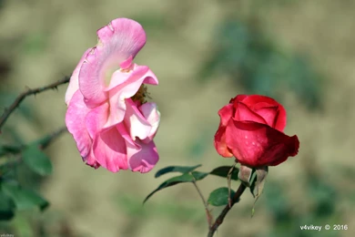 Pictures Of Two Colorful Roses
