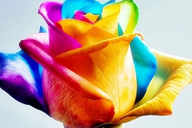 Wallpapers Colorful Rose Free Ipad Hd X .4 1024x768