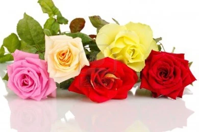 Beautiful Colorful Roses Isolated On White HD Wallpapers