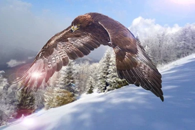 1366x768 Wallpapers Page 720: Colorful Bird Animal Animals Birds ...