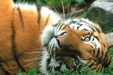 Tigers Cats Wild Animals Hd Wallpapers   (