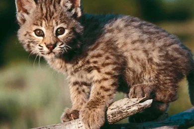 SAMcef   Formally Sportsman's Alliance Of Maine